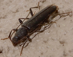 Haplidus testaceus