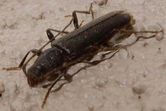 Haplidus testaceus