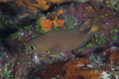 Pycnochromis atripes