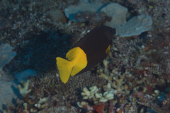 Siganus uspi