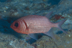 Myripristis hexagona