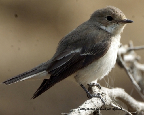 European Pied Flycatcher, photo 9 of 10