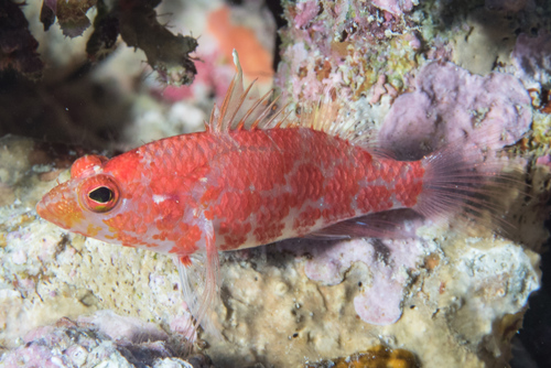 Chequered perchlet (Plectranthias inermis) — Serranidae