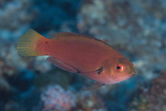 Cirrhilabrus punctatus