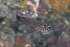 Cheilodipterus artus