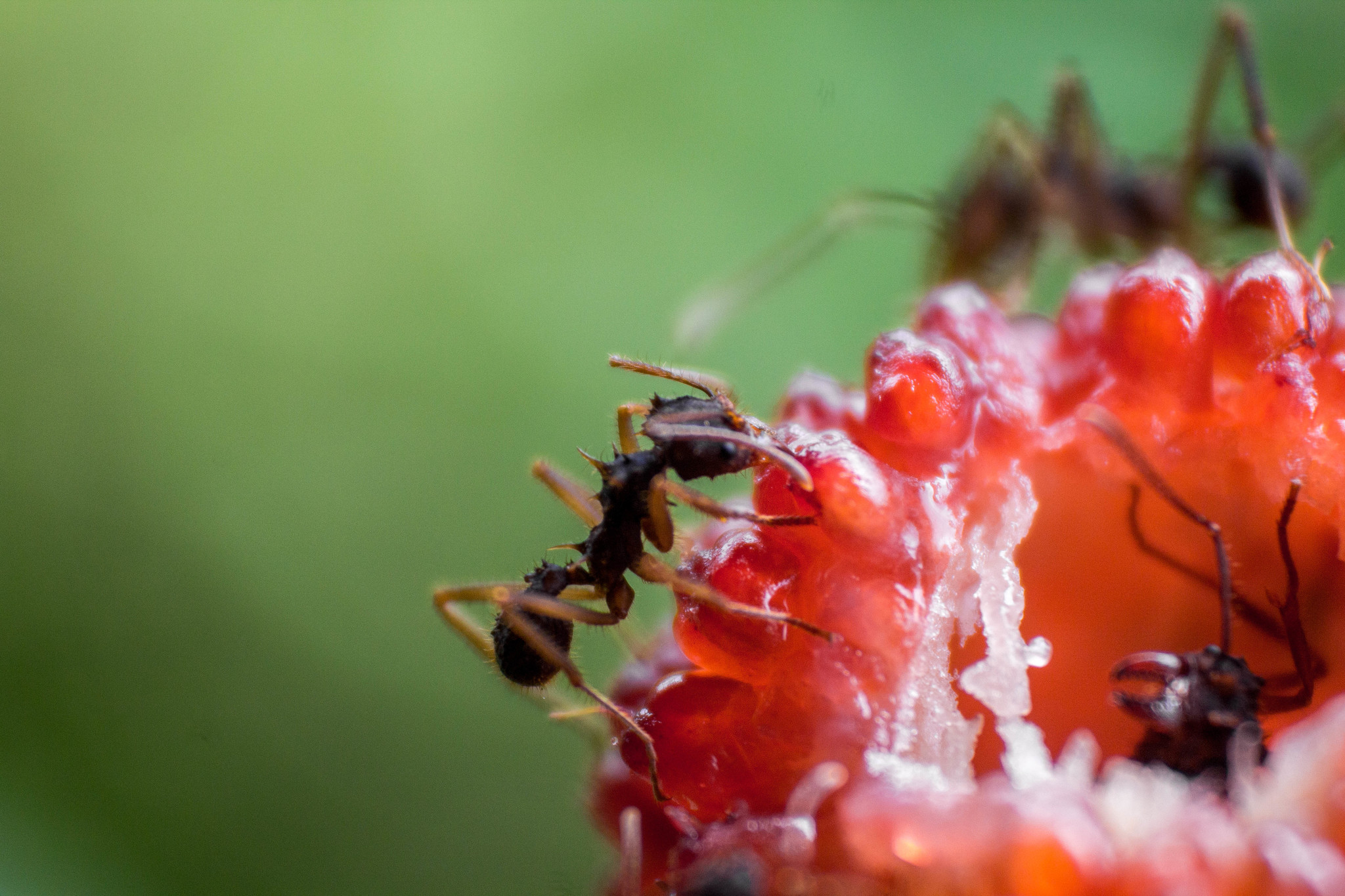 Acromyrmex aspersus
