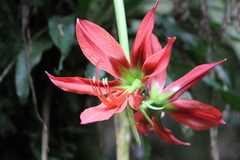 Hippeastrum aulicum