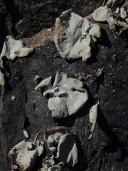 Umbilicaria hirsuta