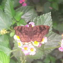 Nisoniades macarius