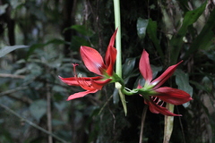 Hippeastrum aulicum