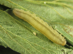 Eutomostethus gagathinus