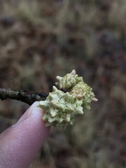 Andricus murtfeldtae