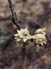 Andricus murtfeldtae