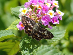Udranomia kikkawai