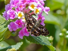 Udranomia kikkawai