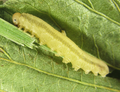 Eutomostethus gagathinus