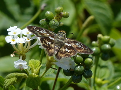 Udranomia kikkawai