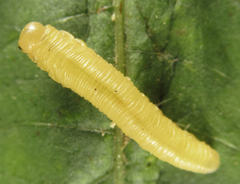 Eutomostethus gagathinus