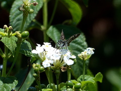 Udranomia kikkawai