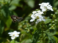 Udranomia kikkawai