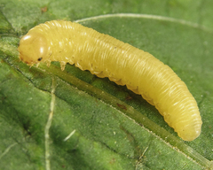 Eutomostethus gagathinus