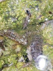 Ephemeroptera