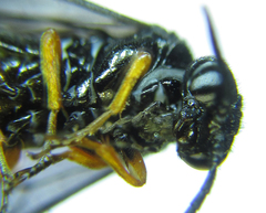 Eutomostethus gagathinus