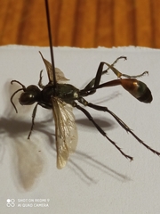 Ammophila