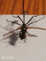 Ammophila