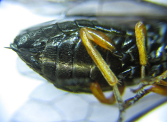 Eutomostethus gagathinus