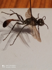 Ammophila