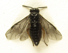 Eutomostethus gagathinus
