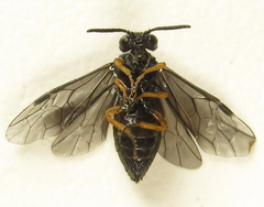 Eutomostethus gagathinus