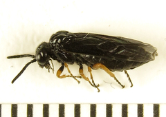 Eutomostethus gagathinus