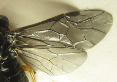 Eutomostethus gagathinus