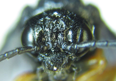 Eutomostethus gagathinus