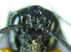 Eutomostethus gagathinus