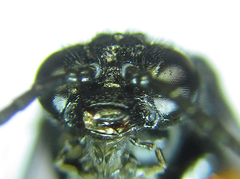 Eutomostethus gagathinus