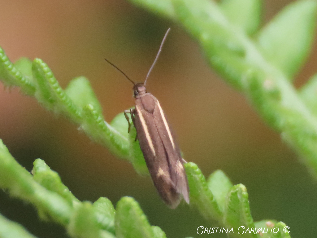 Scythris arenbergeri