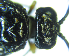 Eutomostethus gagathinus