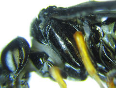 Eutomostethus gagathinus