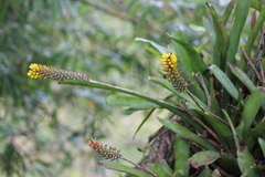 Aechmea blumenavii