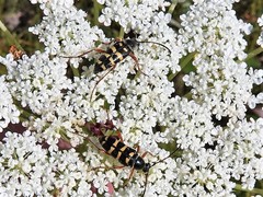 Typocerus sparsus