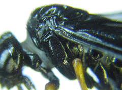 Eutomostethus gagathinus