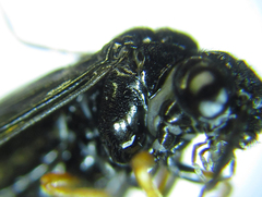 Eutomostethus gagathinus