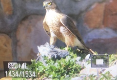 Accipiter rufiventris