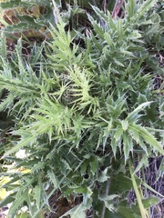 Cirsium quercetorum