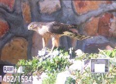 Accipiter rufiventris