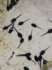Bufotes viridis viridis