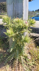 Cirsium brevistylum